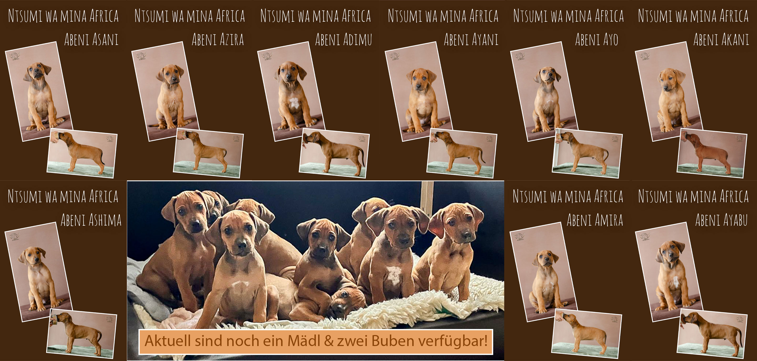 Welpen verfügbar - "ABENI"-Wurf Sommer 2025